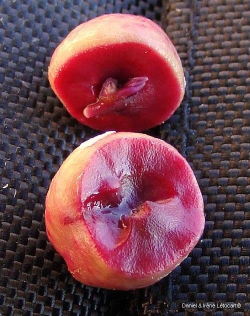 Syzygium 5