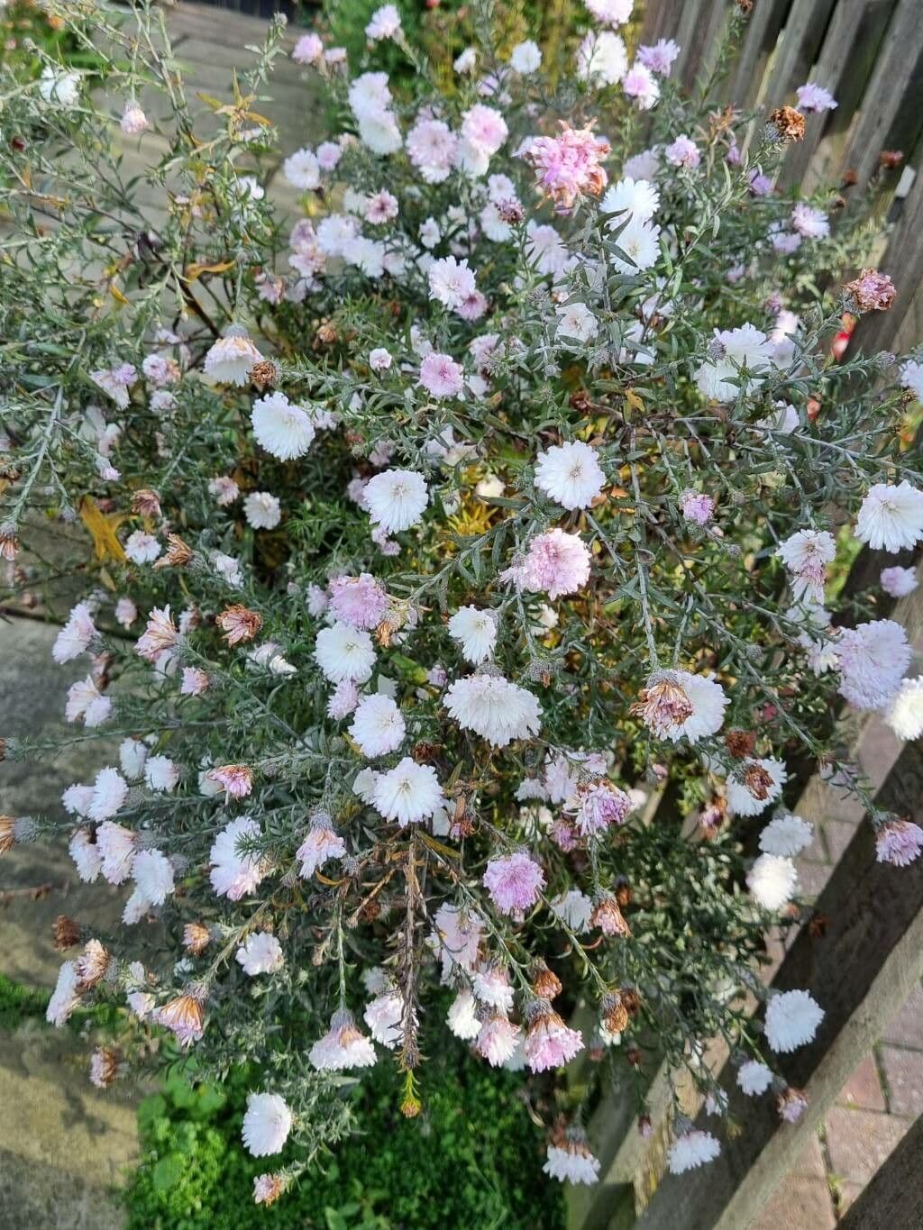 Callistephus chinensis 26