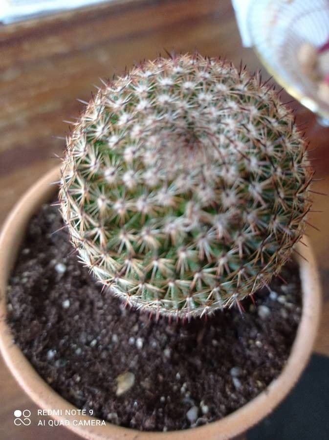 Cactus 8
