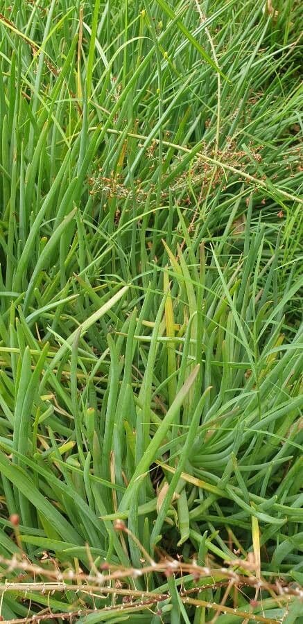 Bulbine arbustiva 16