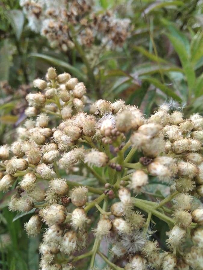 Baccharis 10