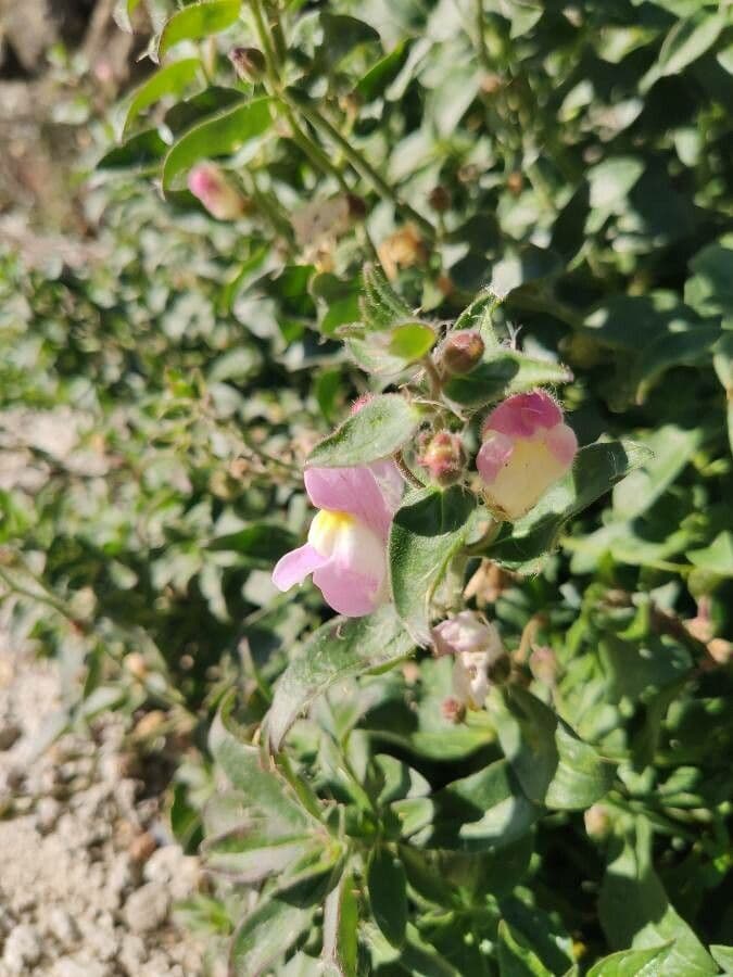 Bocca di leone 7