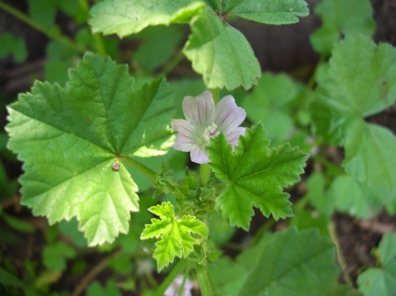 Malva minore 30