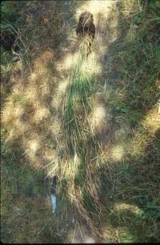 Carice 2