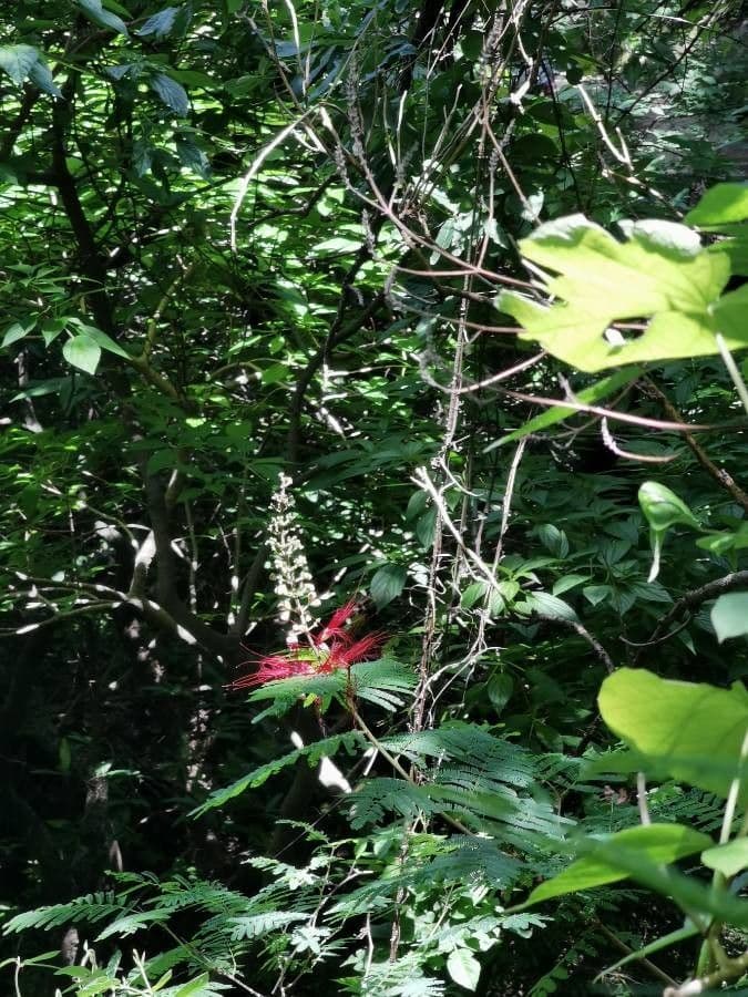Calliandra