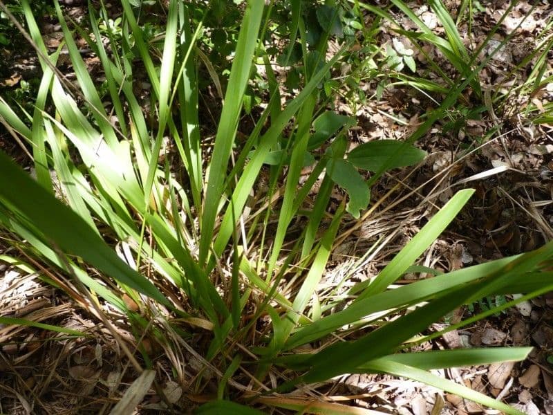 Achnatherum paradoxum 12