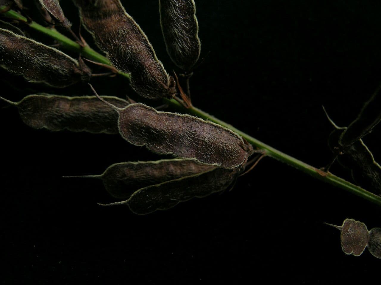 Hylodesmum 5