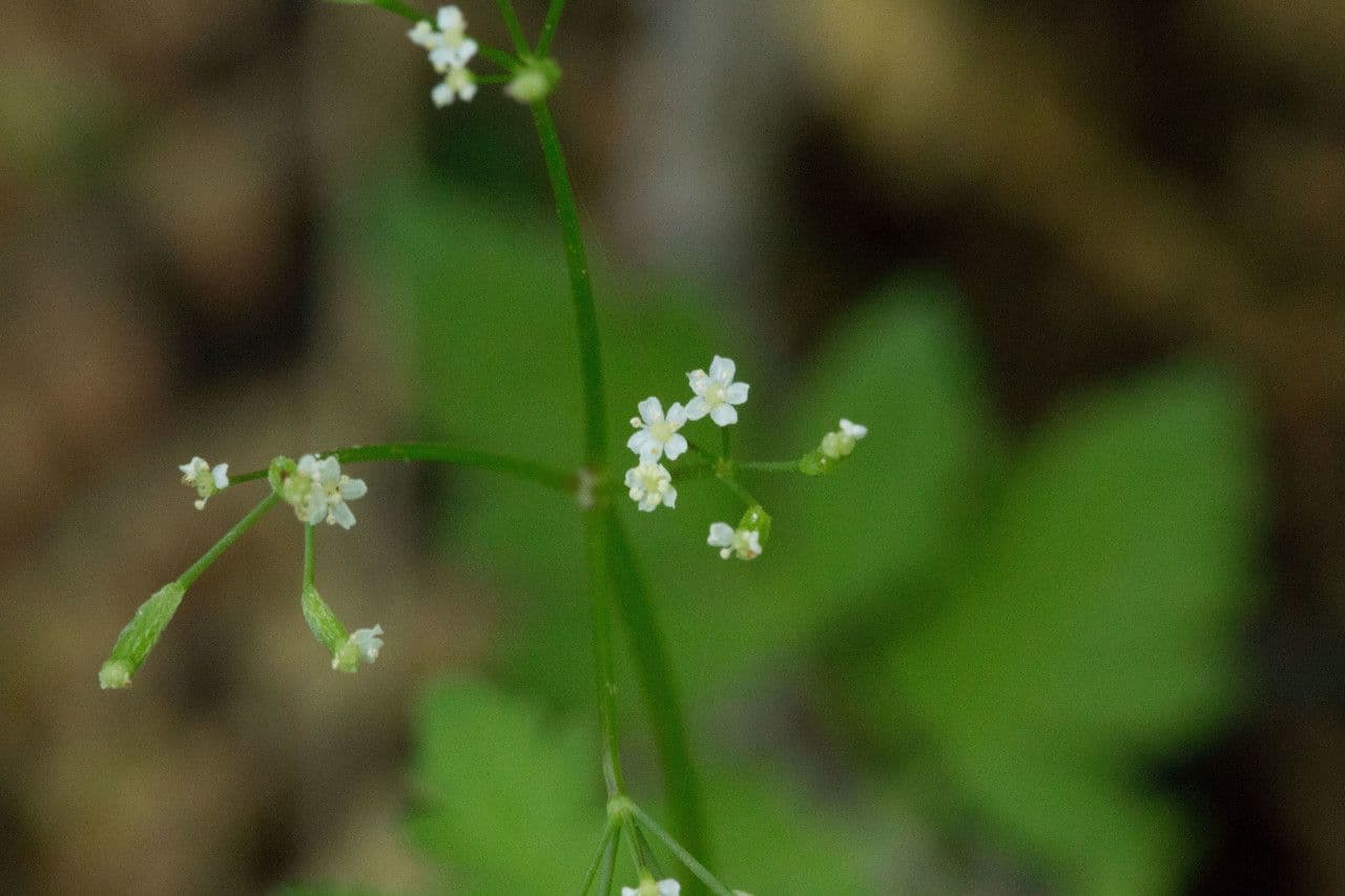 Osmorhiza cilena 3