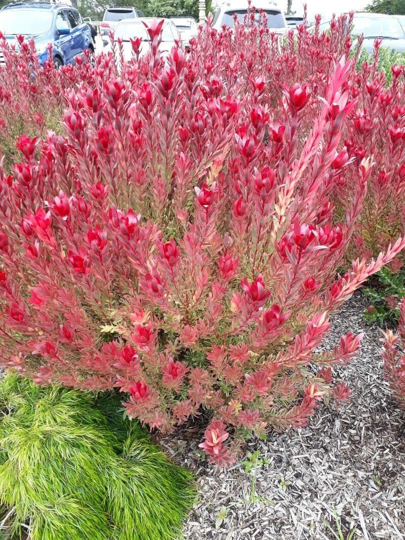Leucadendron 9