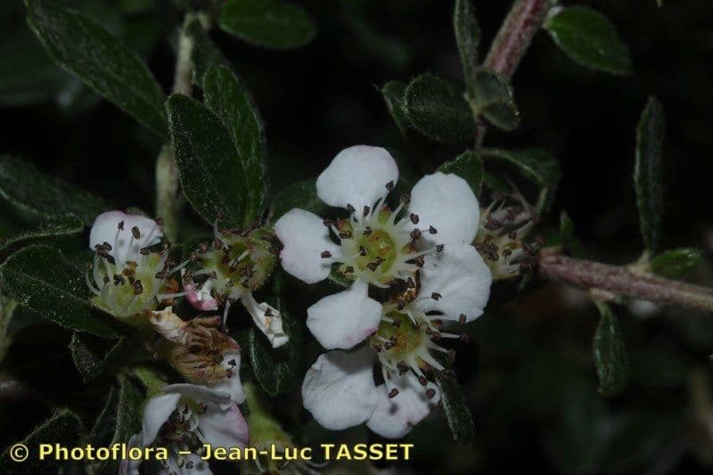 Cotoneaster de hoja entera 8