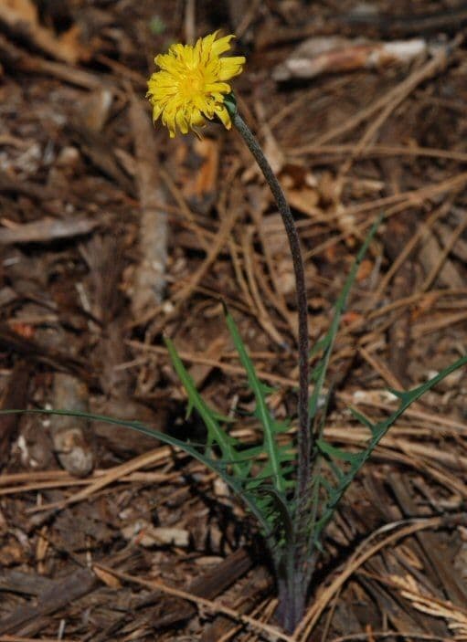Agoseris retrorsa 7