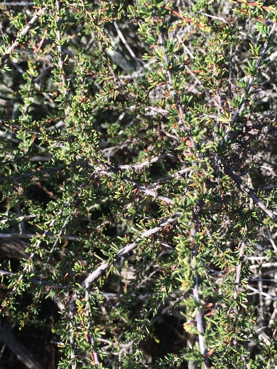 Ceanothus 14