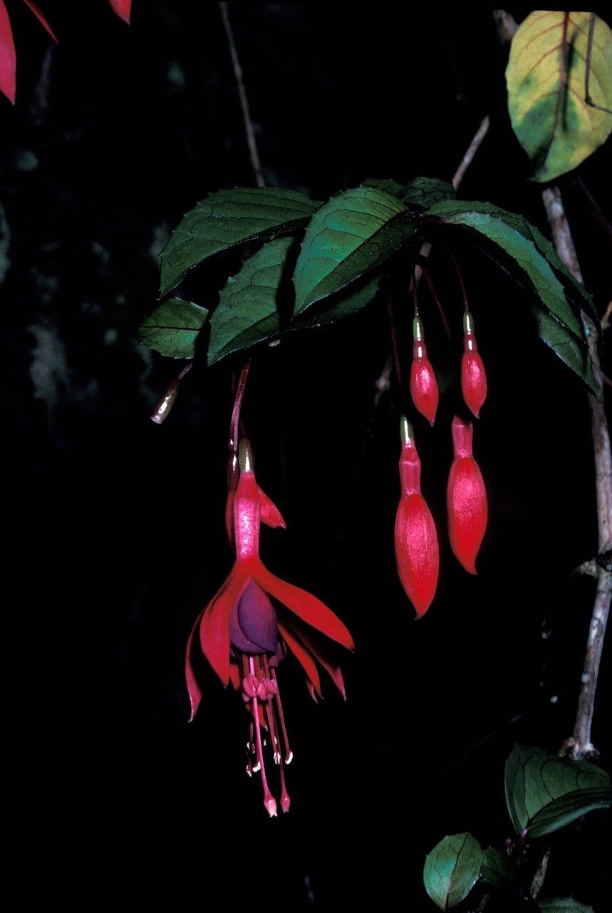 Fuchsia d'Exeter