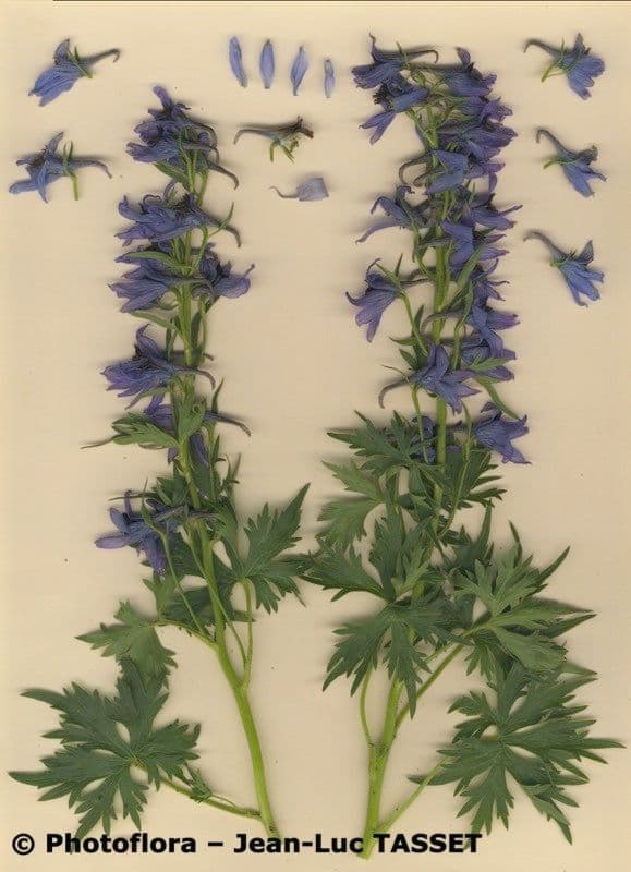 Delphinium 10