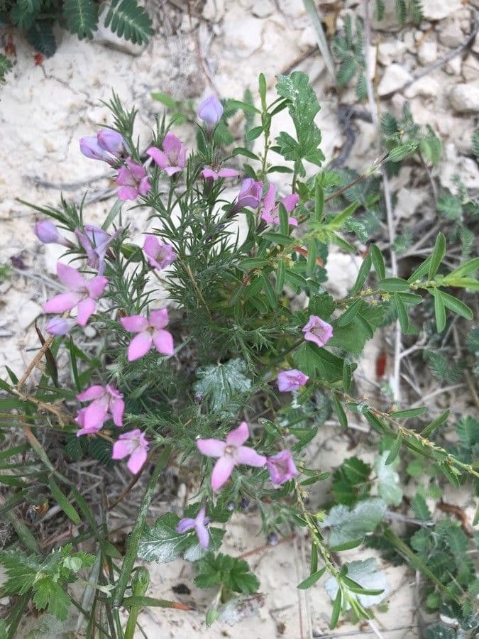 Houstonia rossa