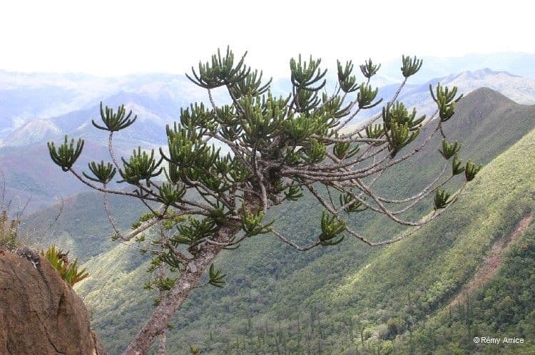 Araucaria 6