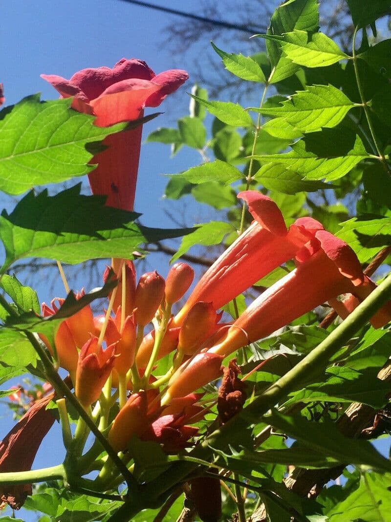 Trompeta de Virginia 7