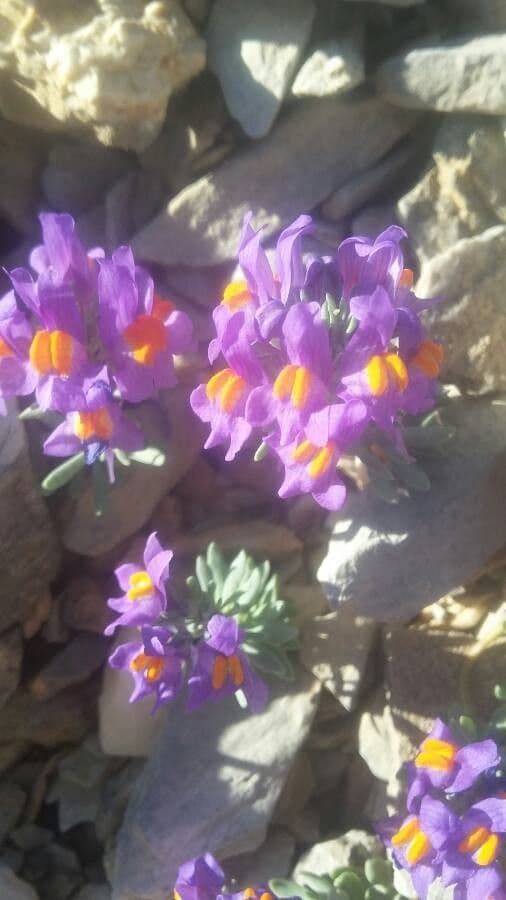 Linaria alpina 9