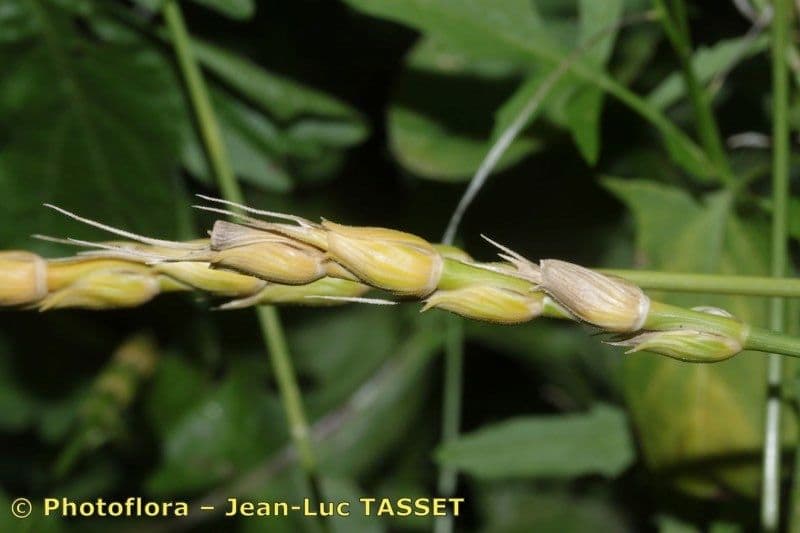 Aegilops ventricosa 8