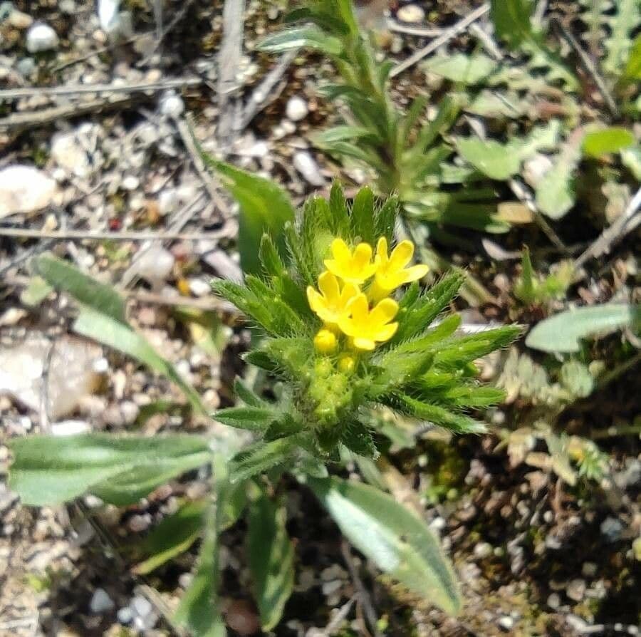 Neatostema apulum 4