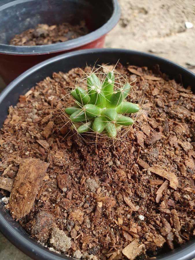 Cactus 8
