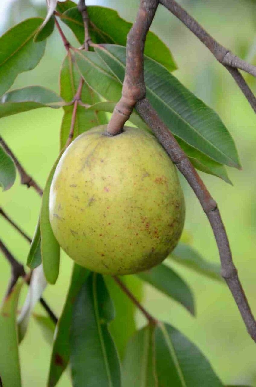 Hancornia 2