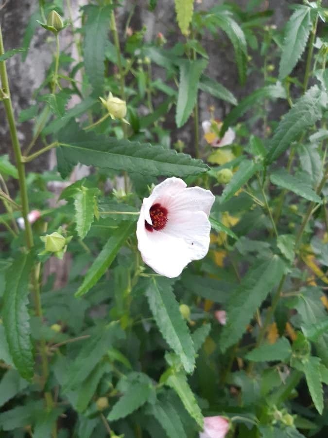 Pavonia hastata 6