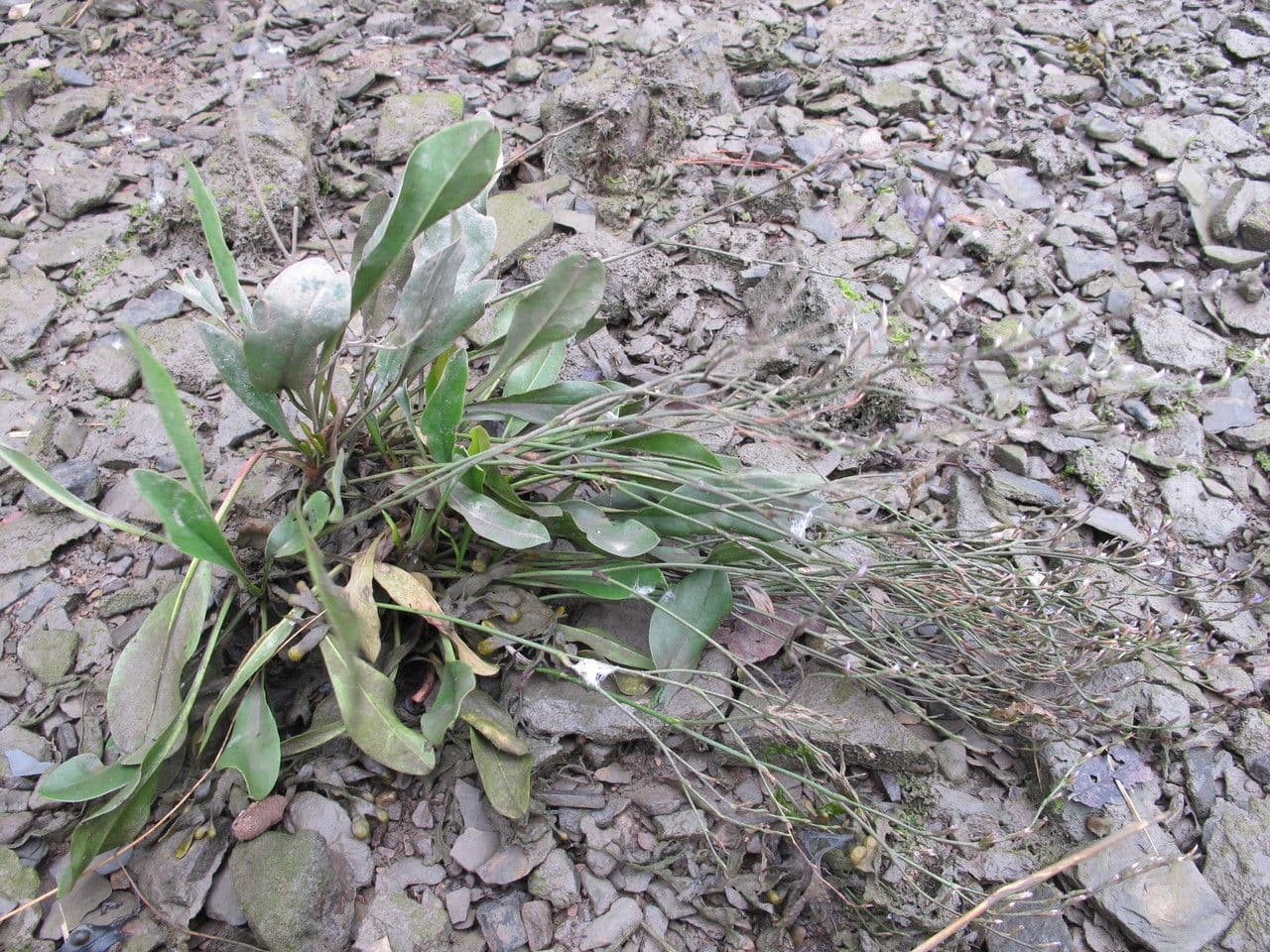 Limonium 7