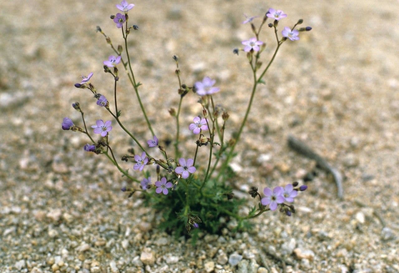 Feinblütige Gilie 2