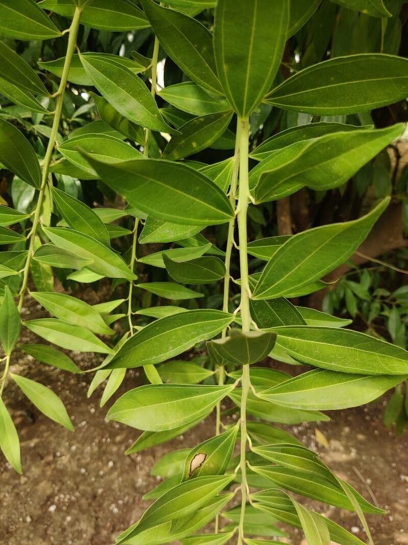 Cocculus 14