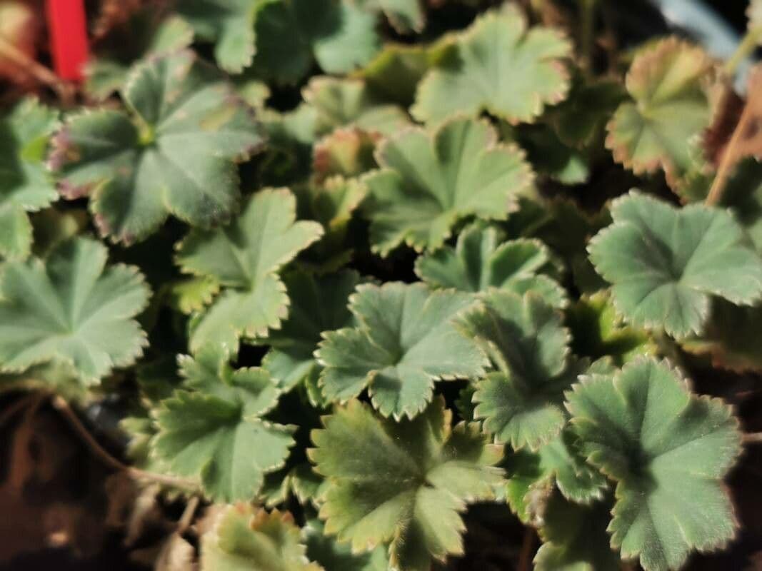 Alchemilla 5