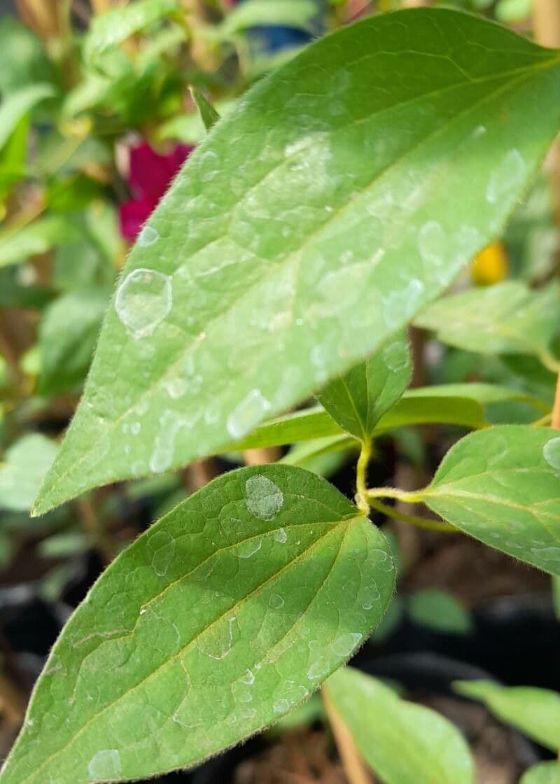 Clematis 4