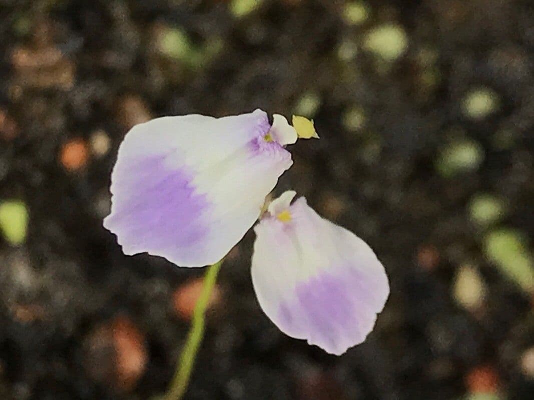 Utricularia 2