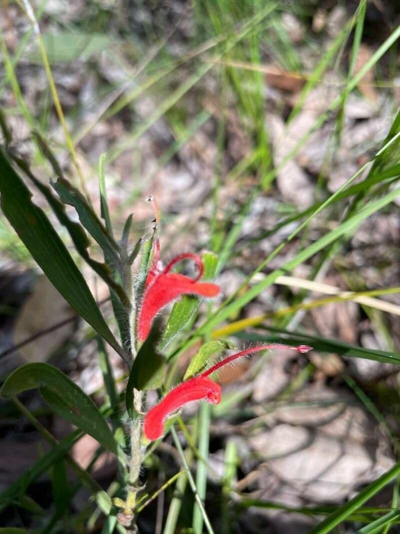 Adenanthos 2