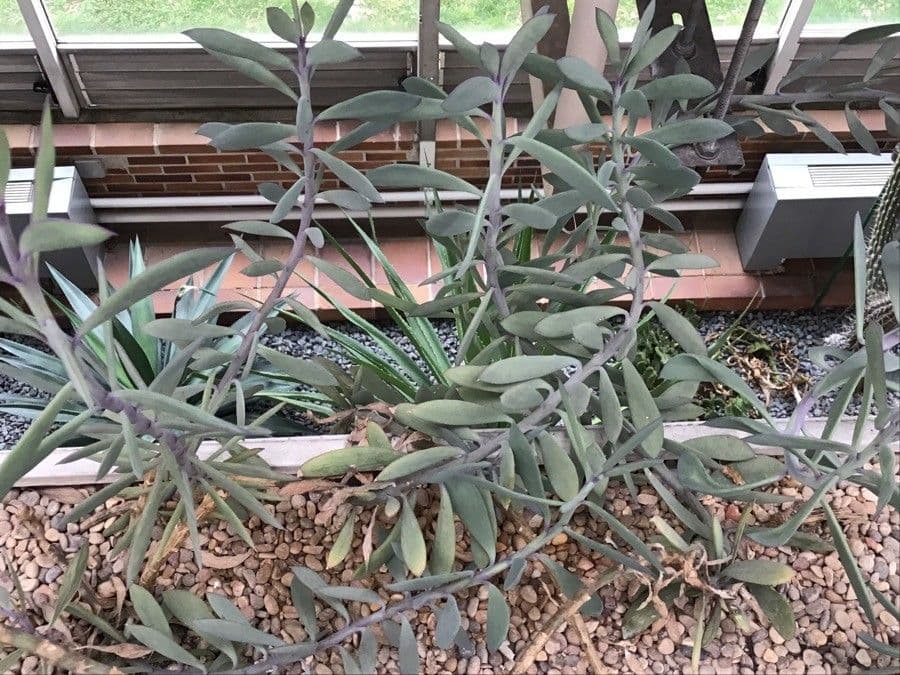 Senecio crassiflorus 6
