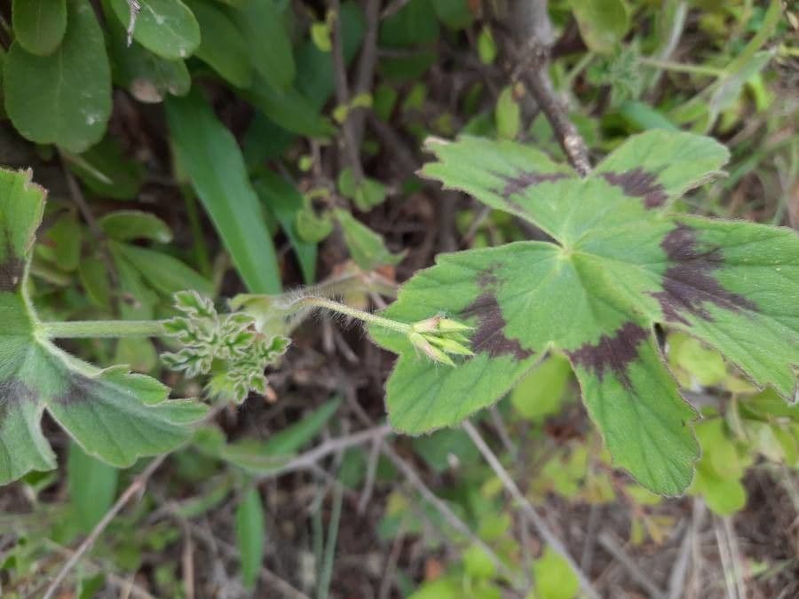 Pelargonium 7