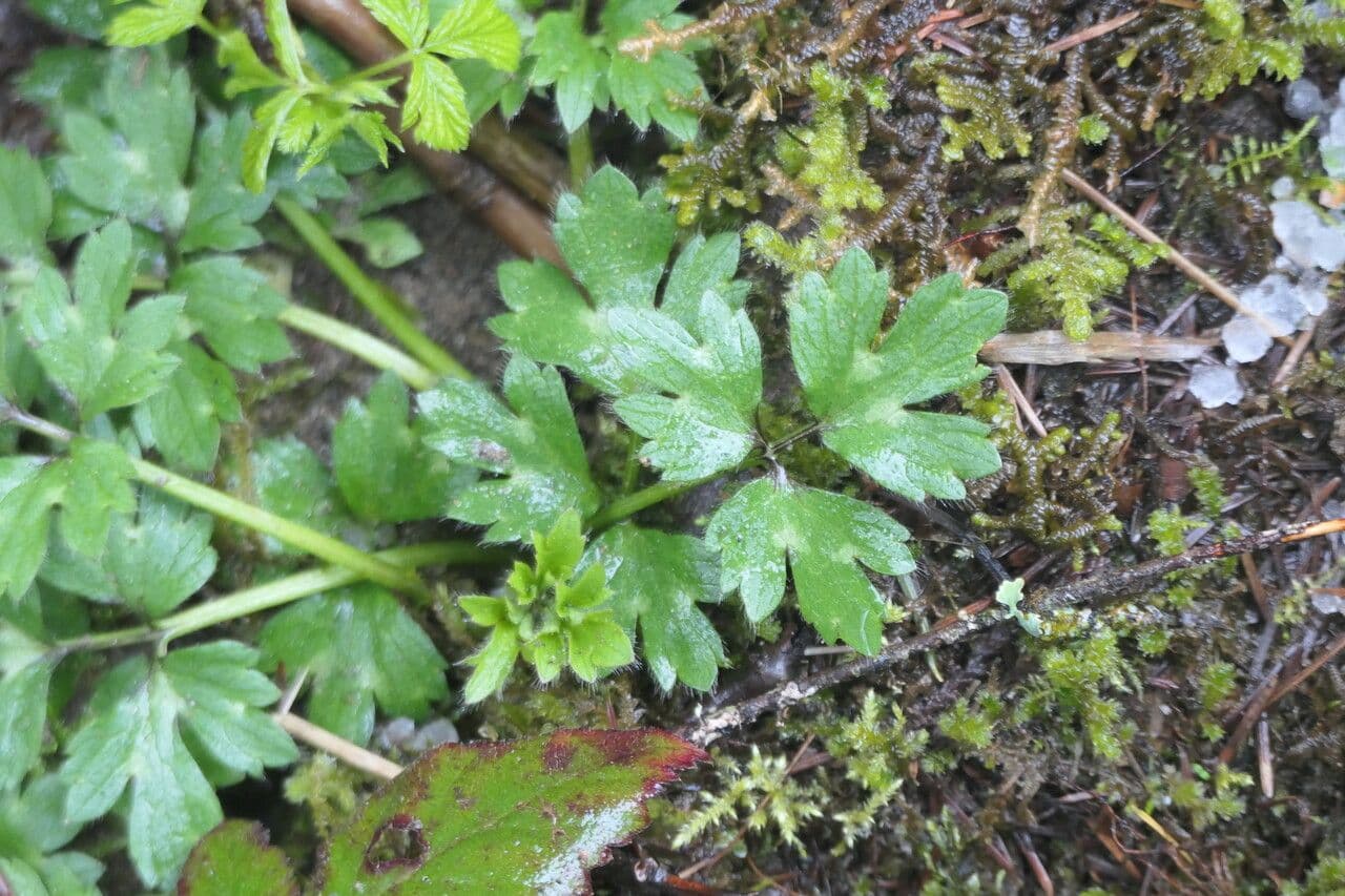 Ranuncolo dal becco dritto 13