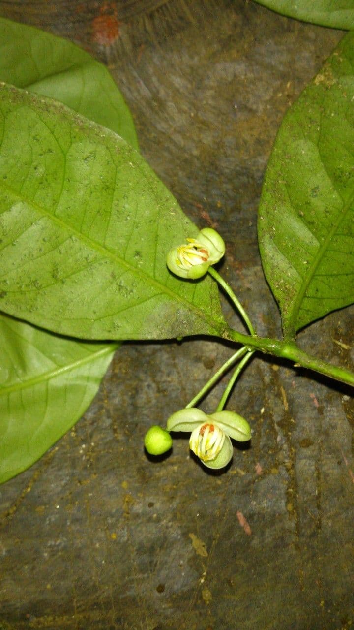 Peltostigma 7