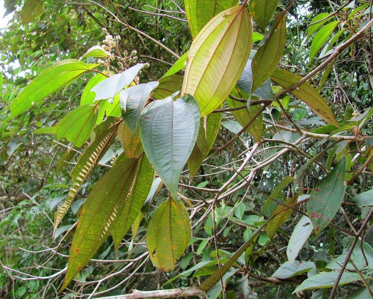 Miconia a dodici stami 2