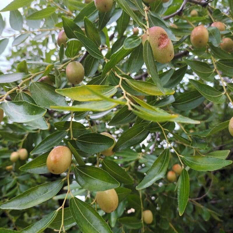 Jujube