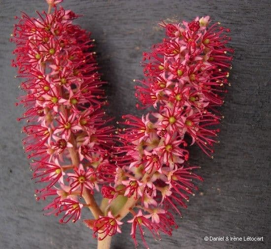 Cunonia