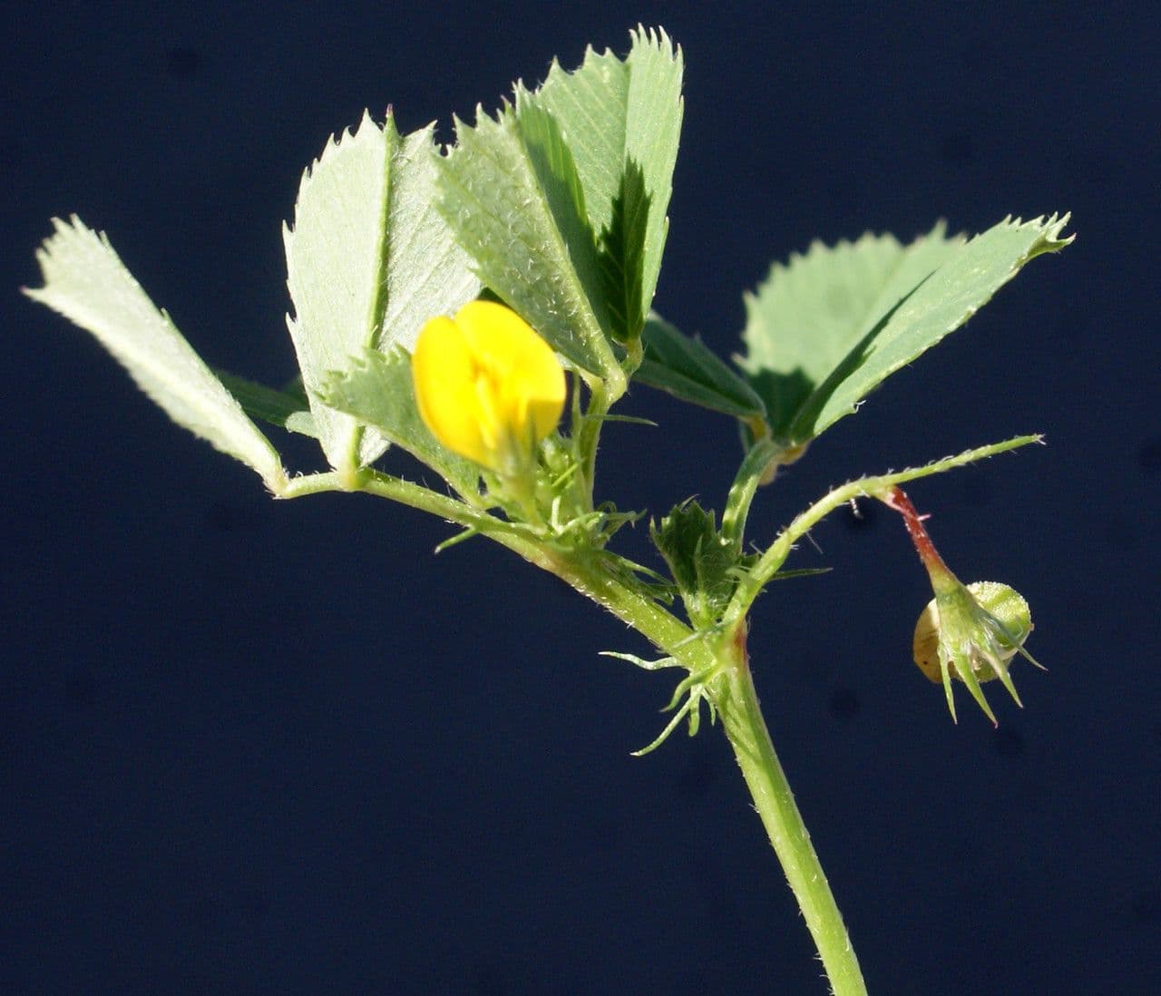 Erba medica orbicolare 10