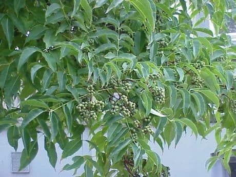 Phellodendron amurense 11