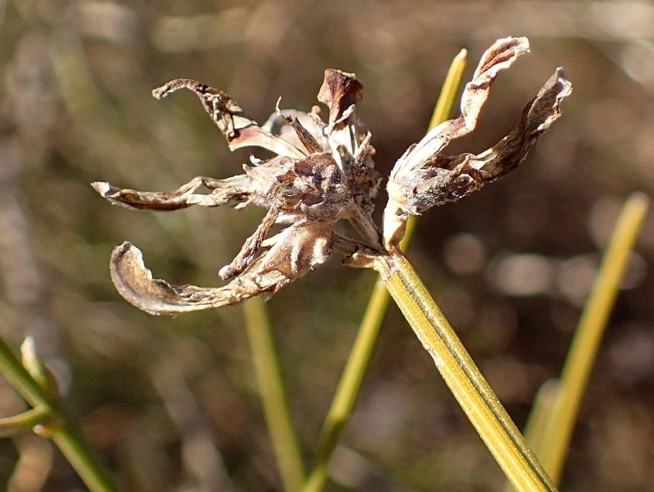 Ginestra radiata 3