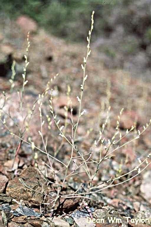 Streptanthus