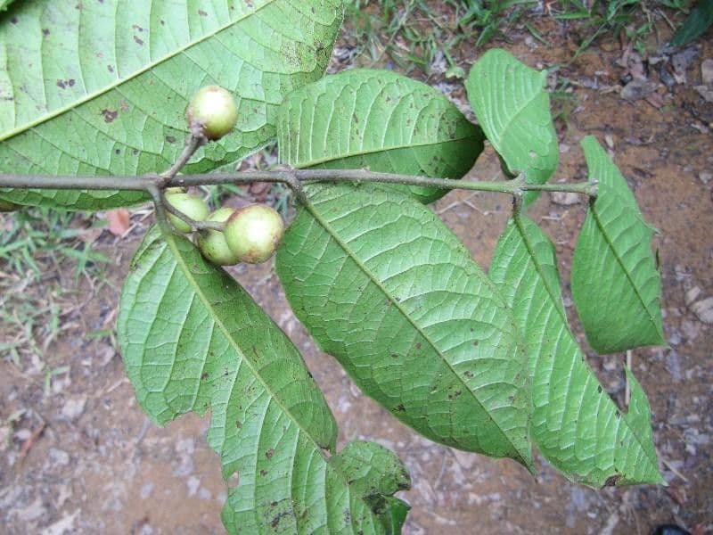 Siparuna 2