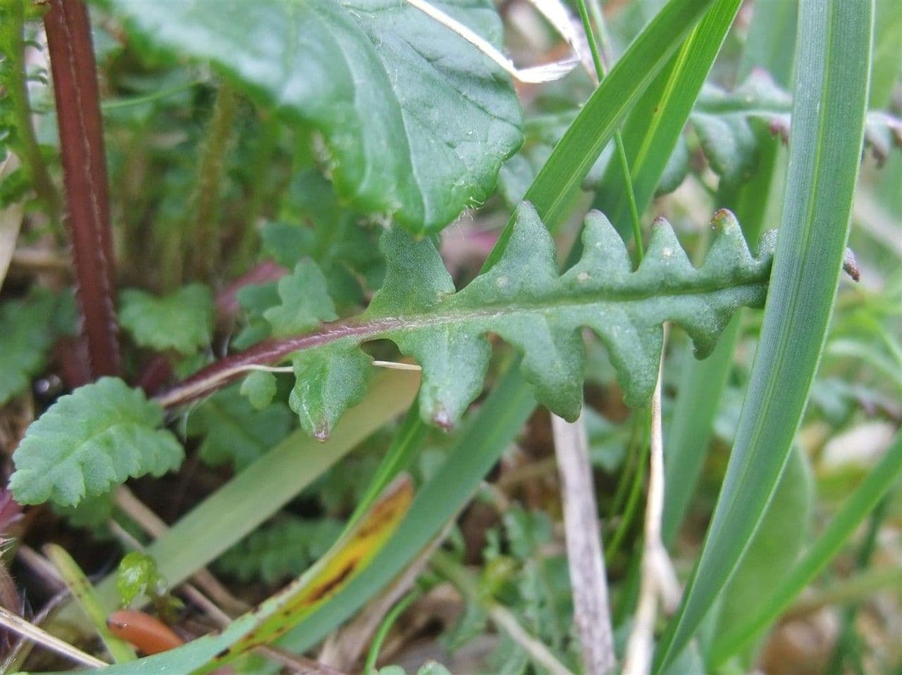 Pedicolare verticillata 14