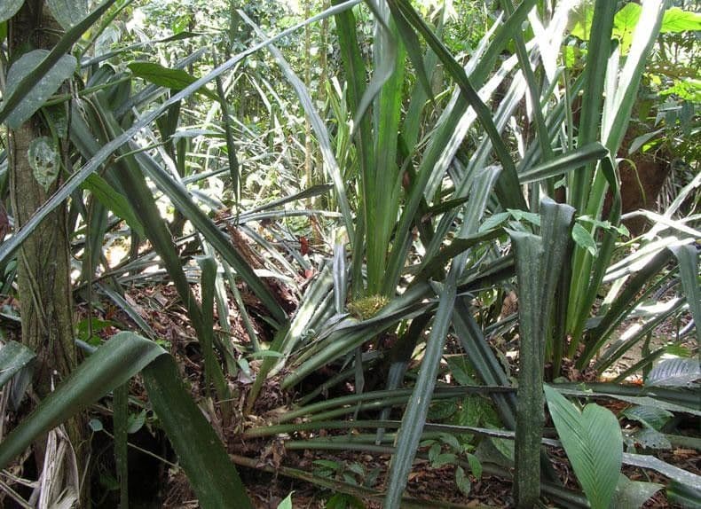 Aechmea 22