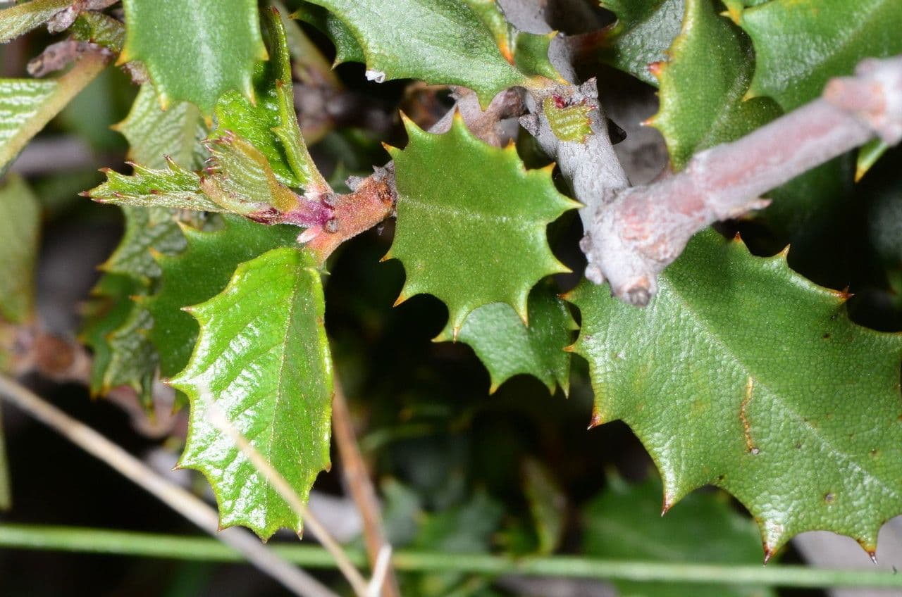 Ceanothus 13