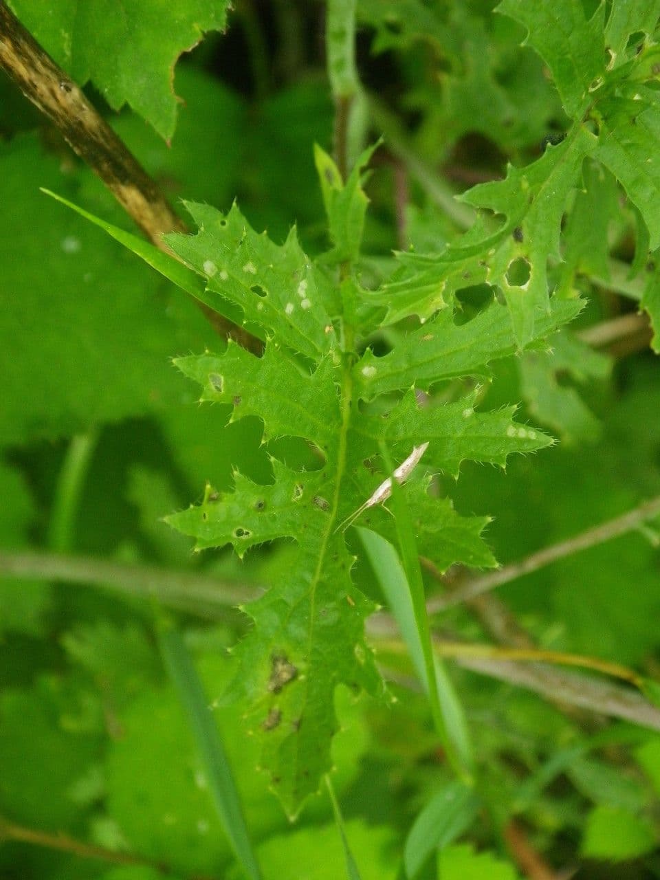 Erba cornacchia altissima 19
